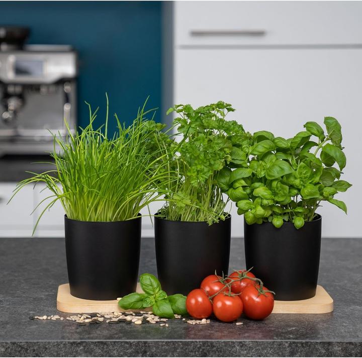 Novaliv Herb station set (43.50 x 14 x 14.50 cm)