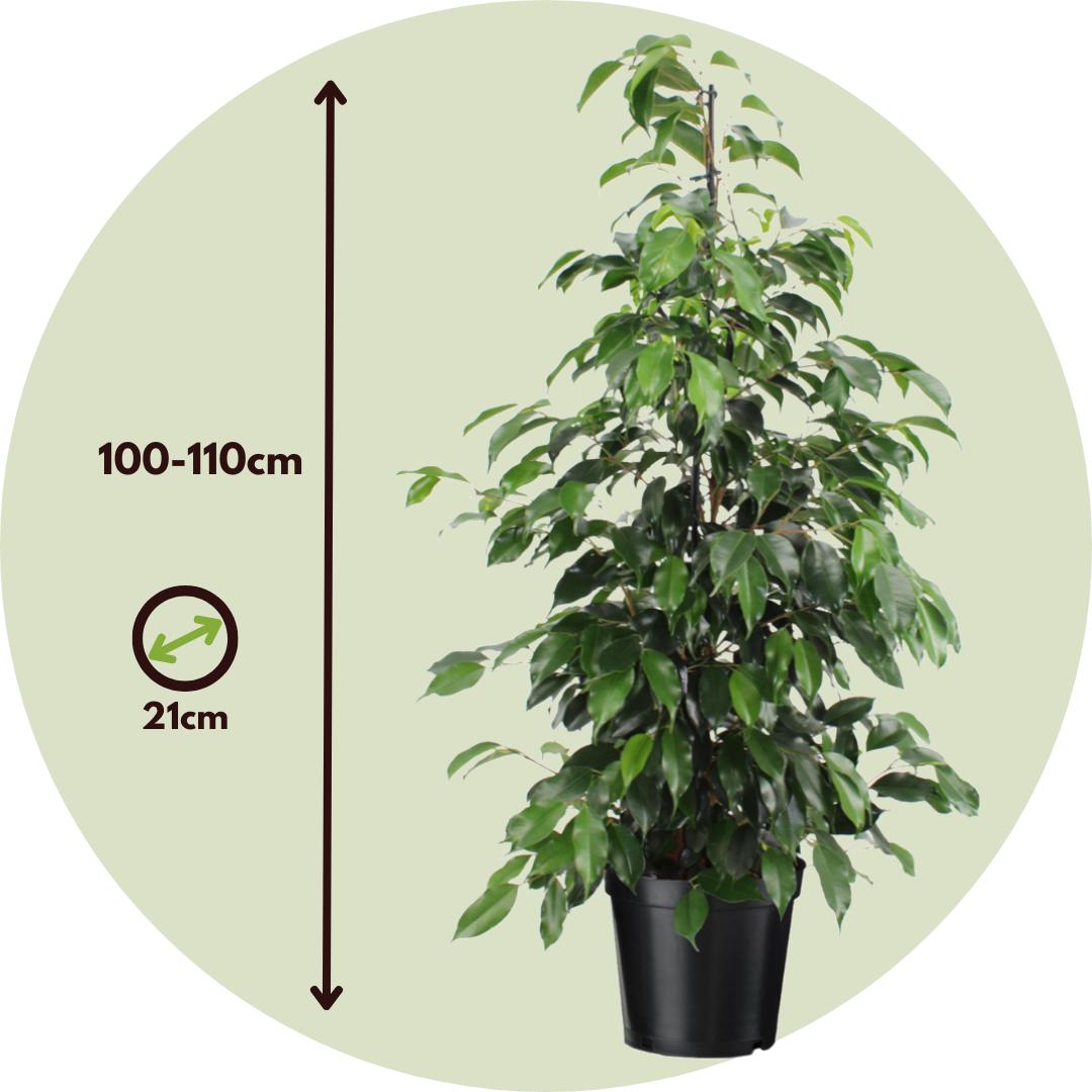 Thumbnail - Plant in a Box, Pflanzen, Ficus benjamina Danielle - Geigenpflanze (100 cm)