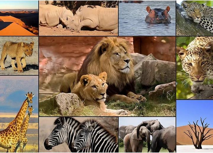 Immagine prodotto Grafika Puzzle 2000 pezzi Collage - Animali selvatici (2000 pezzi)