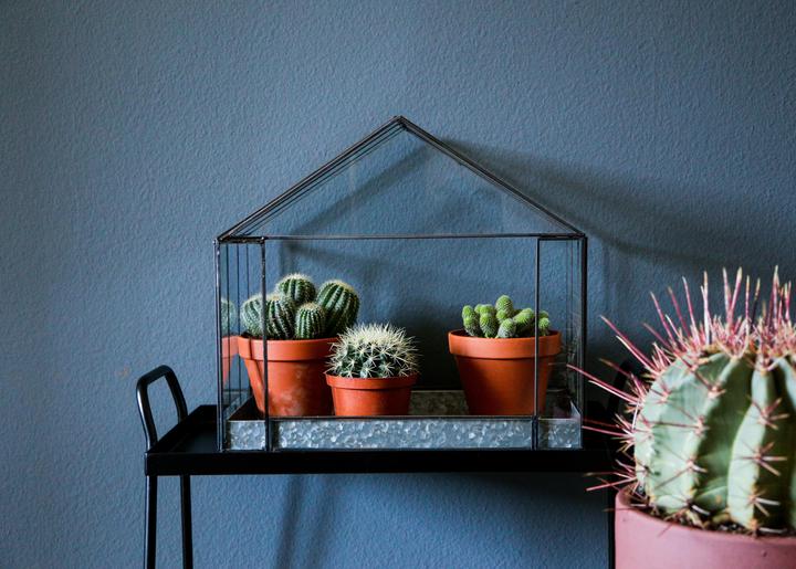 Image du produit zz_ArchivedByPCD_Mutoni Garten Thrive (19 cm)