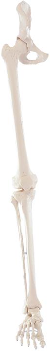 Produktbild Erler Zimmer Erler-Zimmer Beinskelett