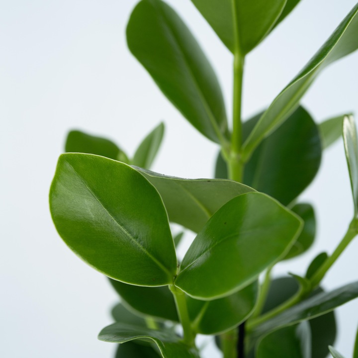 Actual product image Plant in a Box Clusia rosea Princess - In glass (35 cm)
