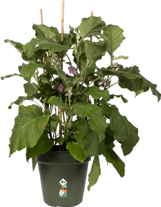 Actual product image Elho Green Basics (40 cm)