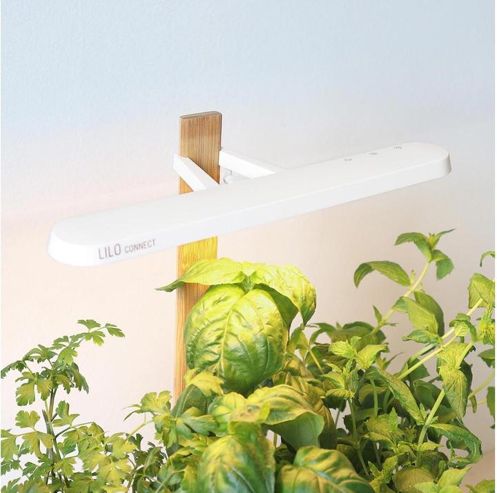 Produktbild Prêt à Pousser Lilo Connect (13.50 cm)