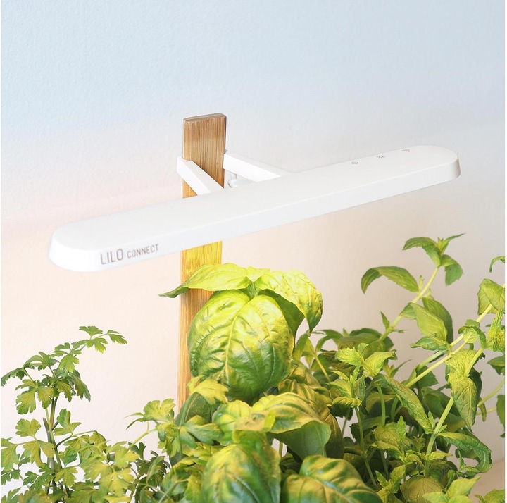 Produktbild Prêt à Pousser Lilo Connect (13.50 cm)