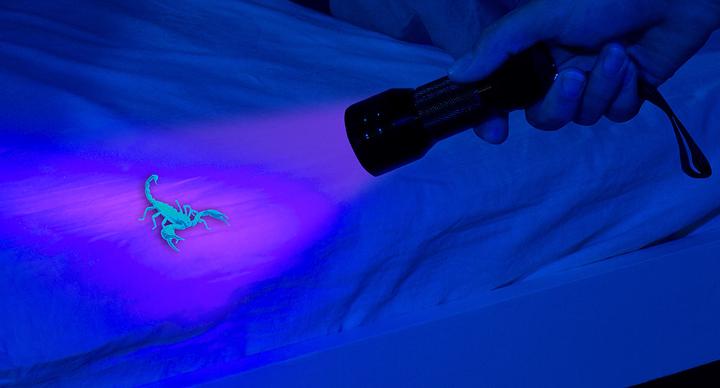 Actual product image Pearl Flashlight and bill validator (9.70 cm)