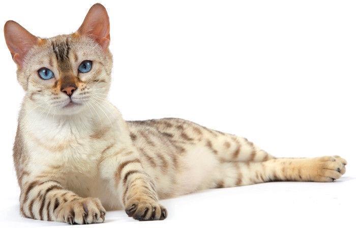 Produktbild Royal Canin Instinctive +7 (Senior, 1 Stk., 85 g)