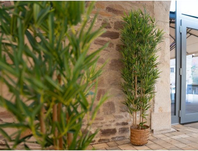 Produktbild Europalms Bambus Deluxe (180 cm)