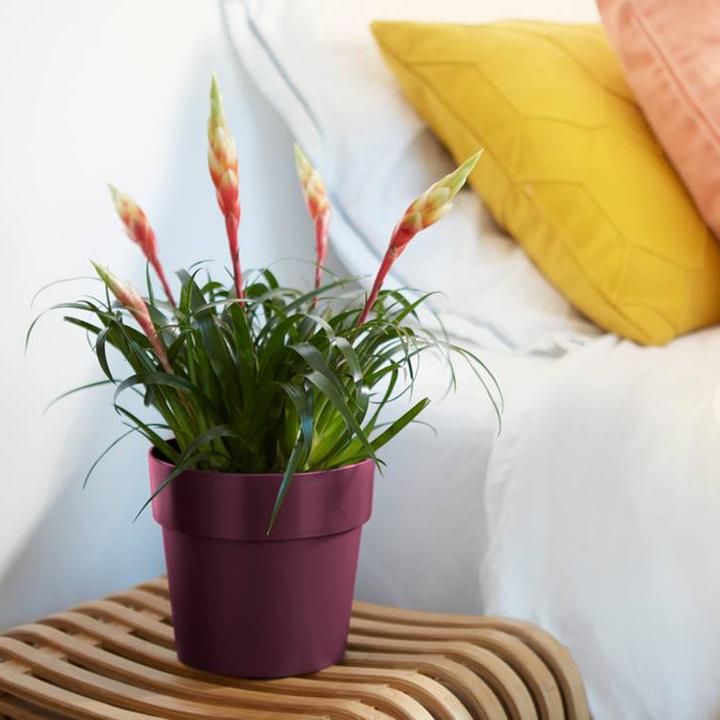 Actual product image Elho b.for original (16 cm)