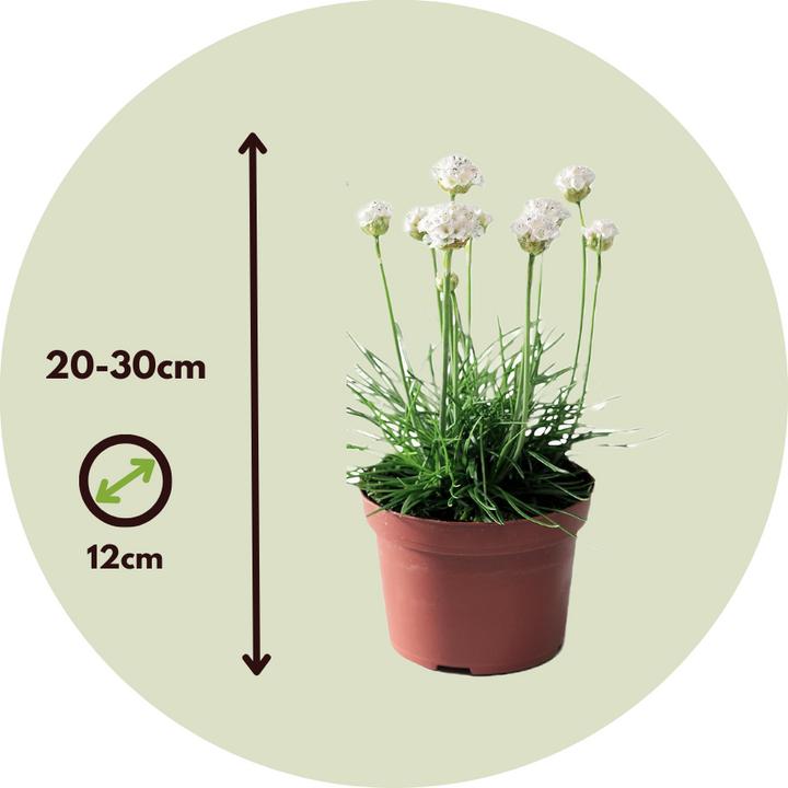 Actual product image Plant in a Box Armeria maritima Deep White - Set of 3 roses (20 cm)