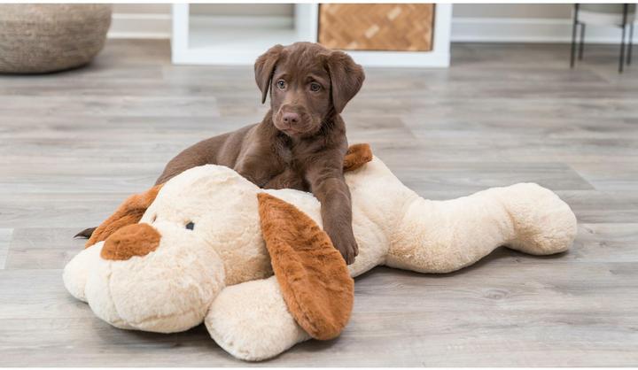 Actual product image Trixie Benny (Plush toy dog)