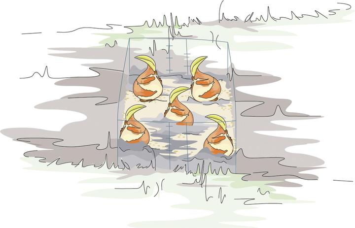 Produktbild Bellissa Blumenzweibel Gamaschen 20 (5er Set)