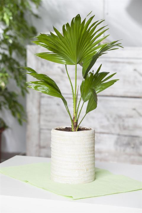 Produktbild Zwergpalme (85 cm)