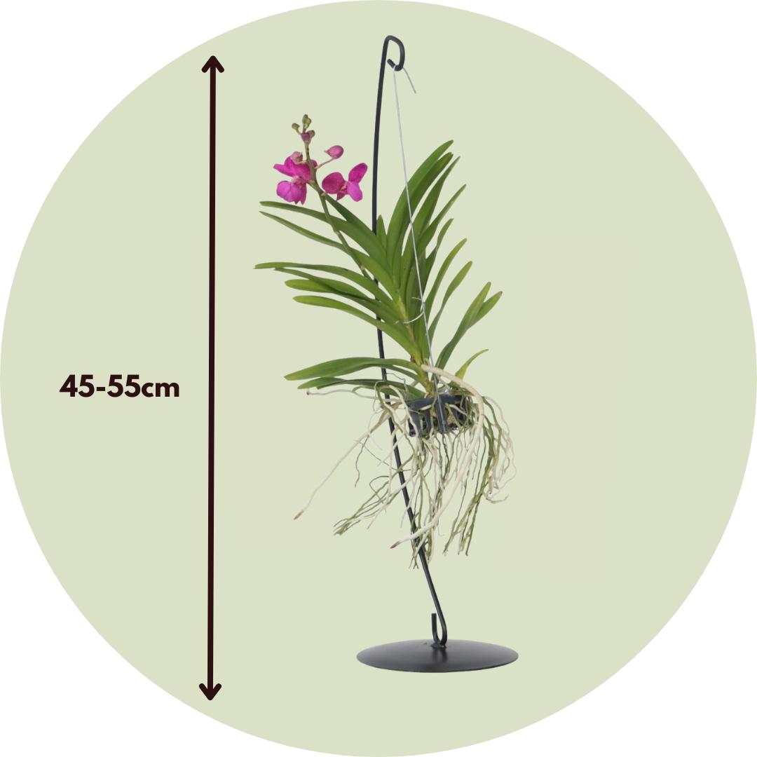 Thumbnail - Plant in a Box, Pflanzen, Vanda 'Pink' - Orchidee (50 cm)