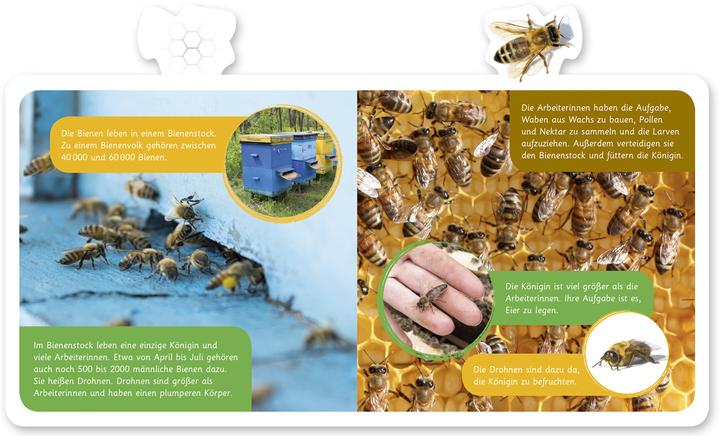 Image du produit Die Biene (Allemand, Hannah Kastenhuber, 2018)