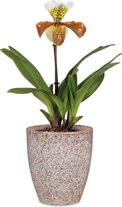 Produktbild Scheurich Roccia (13 x 13 x 15 cm)