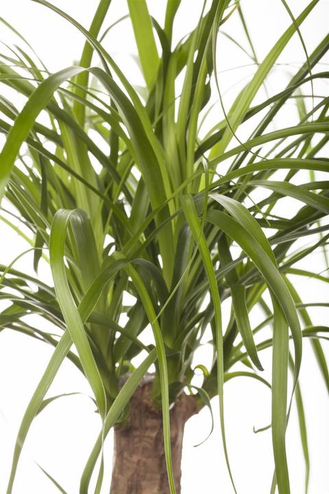 Produktbild Elefantenfuss (60 cm)