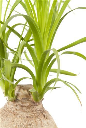 Produktbild Elefantenfuss (60 cm)