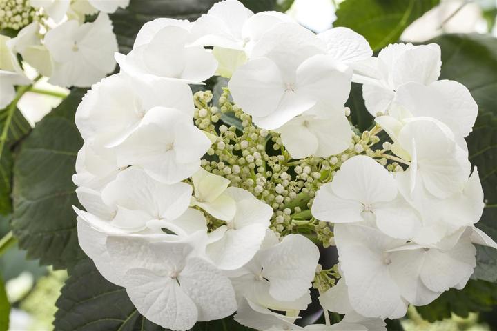 Actual product image Hydrangea (60 cm)
