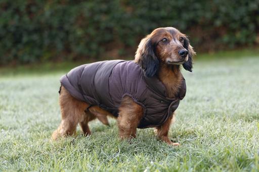 Productafbeelding Beeztees Hundemantel Wisti (XXS, Hondenvacht)
