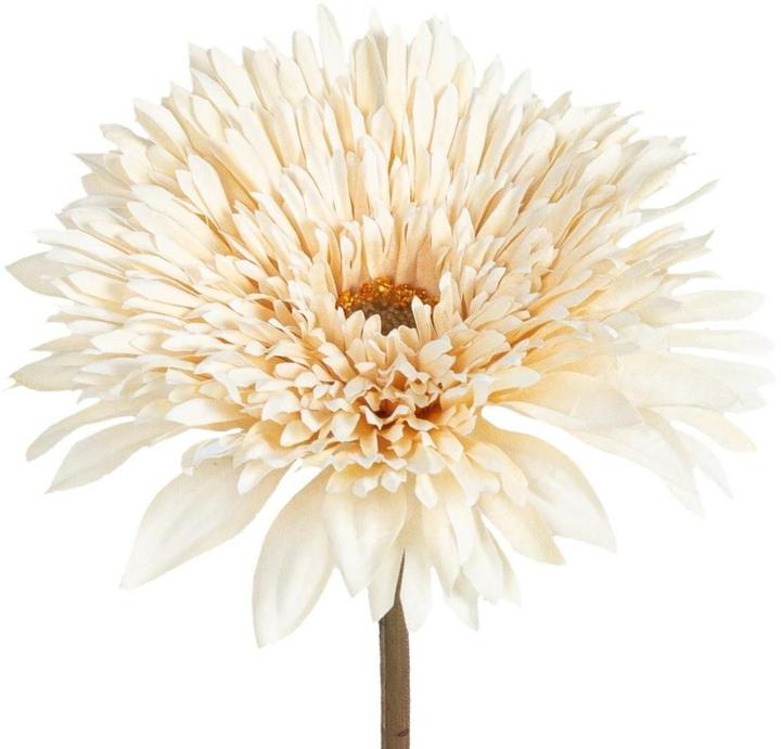Actual product image Botanic-Haus Gerbera (63 cm)