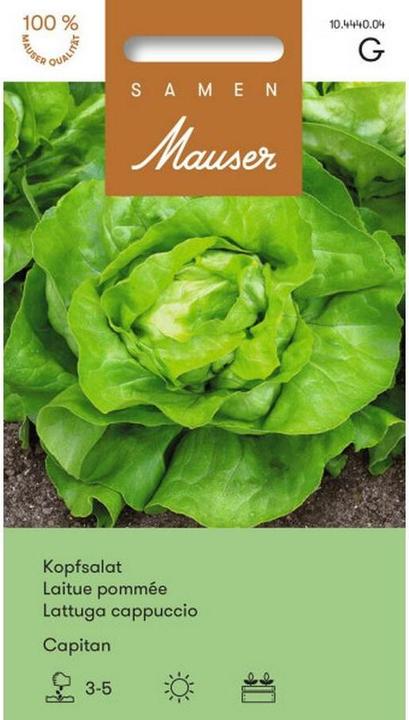 Actual product image Samen Mauser Lettuce Capitan (Vegetable seeds)