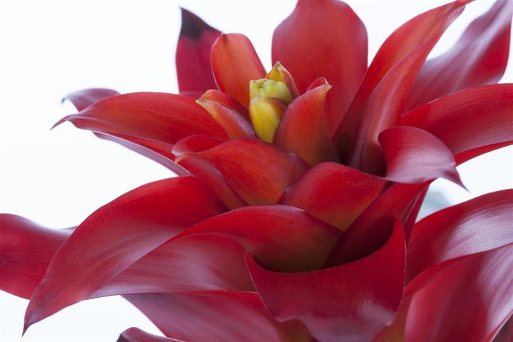 Actual product image Guzmania red (45 cm)