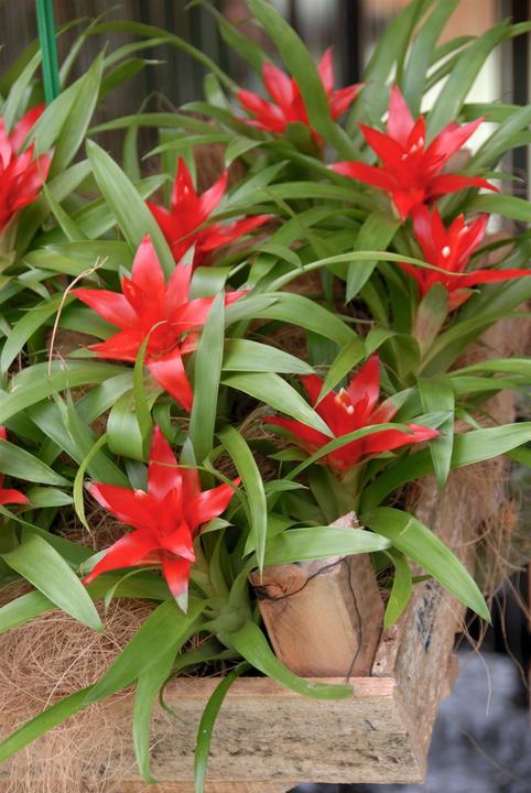 Actual product image Guzmania red (45 cm)