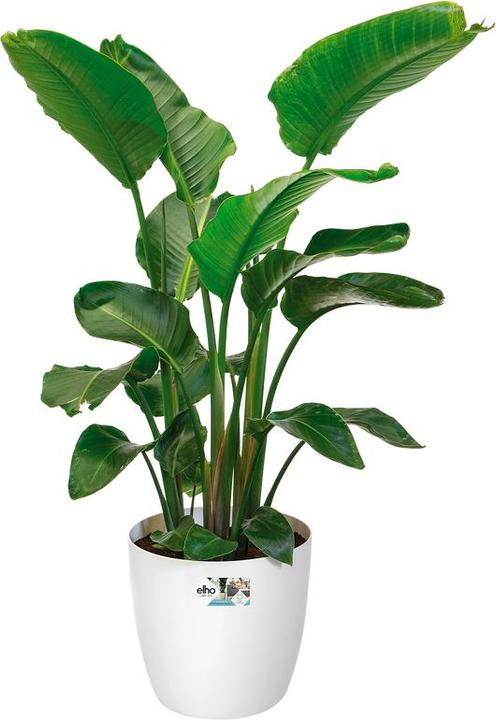 Produktbild Elho Brussels Rollen (35 cm)