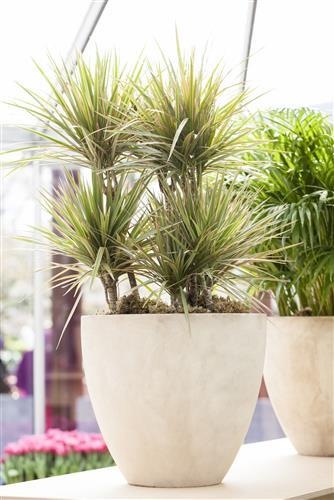 Produktbild Drachenbaum marginata (70 cm)