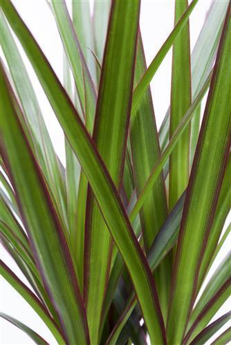 Produktbild Drachenbaum marginata (70 cm)
