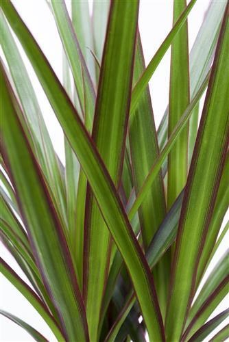 Produktbild Drachenbaum marginata (70 cm)
