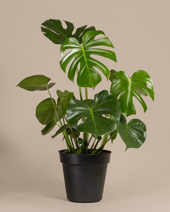 feey Grosse Monstera (75 cm, Frisch umgetopft)