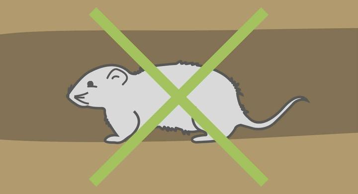 Actual product image Kerbl Vole basket