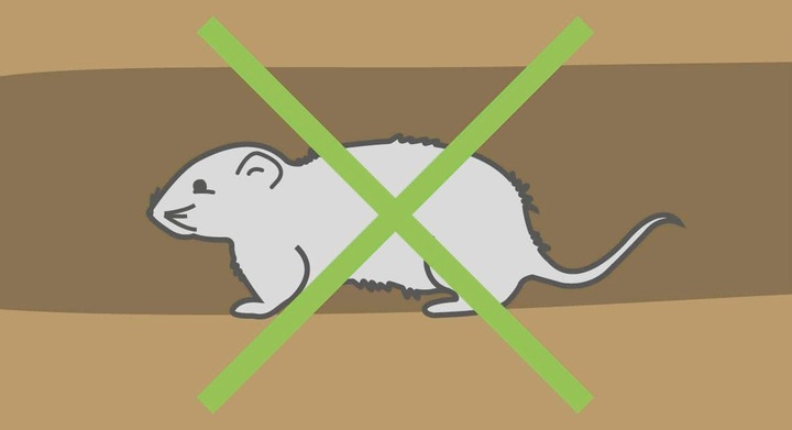 Actual product image Kerbl Vole basket