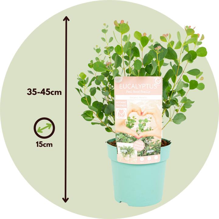 Produktbild Plant in a Box Eucalyptus Botanic Hearts P15 x2 - 2er Set Eukalyptus (35 cm)