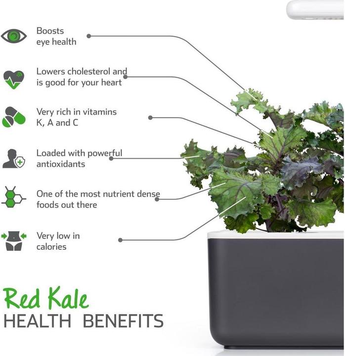 Produktbild Click and Grow Roter Kohl (Gemüsesamen)