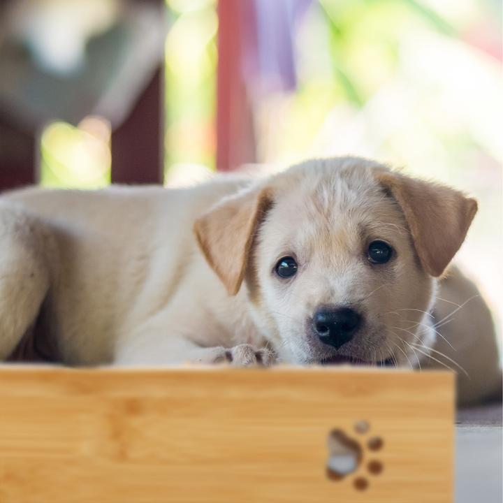 Produktbild Relaxdays Futterbar (30 cl)