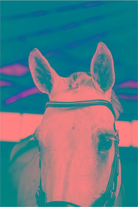 Image du produit Horseware Zaum Micklem Diamante