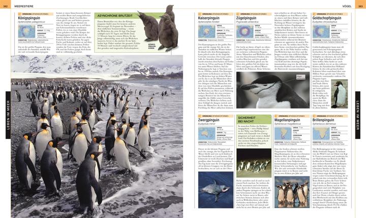Actual product image Ozeane. DK Bibliothek (German, Kim Dennis-Bryan, David Bernie, Stephan Matthiesen, Eva Sixt, Michael Kokoscha, 2023)