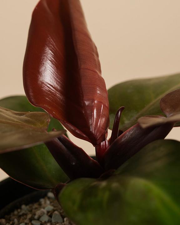Produktbild feey 'Schweizer Philodendron 'Red Sun' • (25 cm)