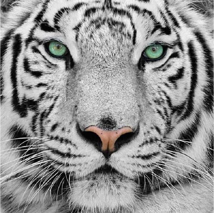 Actual product image Craft Buddy White Tiger
