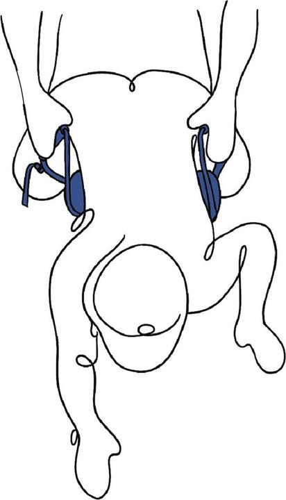 Actual product image Sportsheets Pivot Deluxe dog harness (ss36005)