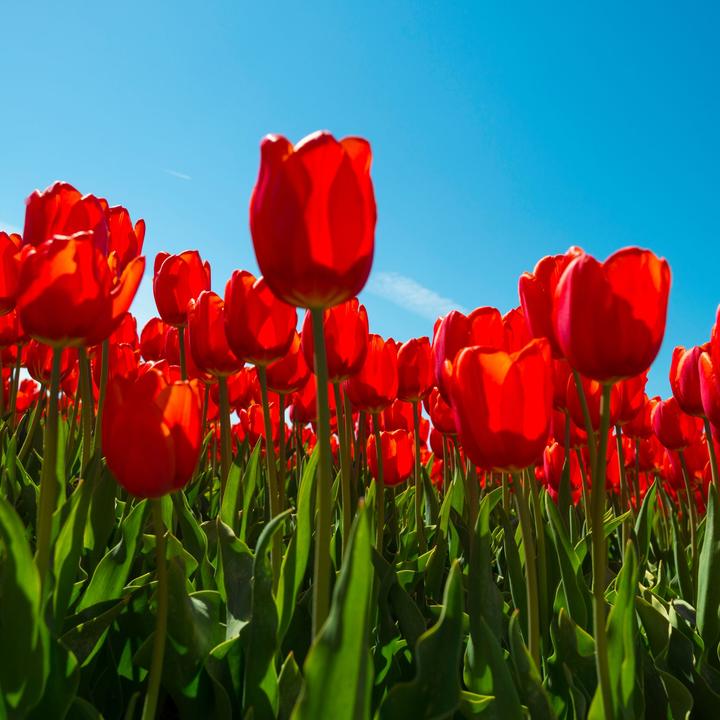 Produktbild Plant in a Box Tulipa 'Red Impression' - 14er-Set Tulpen (10 cm)
