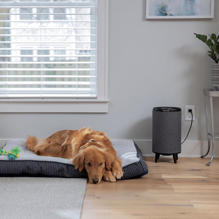 Produktbild Bissell Luftreiniger My Air Hub (40.40 m²)