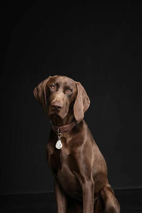 Image du produit Tickless Pet