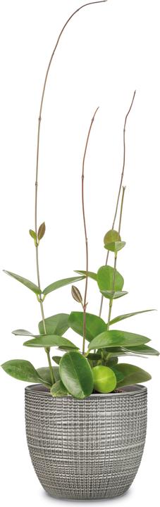 Produktbild Scheurich Blumentopf Grau Ø 25.5 cm (25.50 x 22.10 cm)