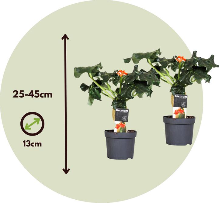 Actual product image Plant in a Box Jatropha Podagrica - Set of 2 Goutweed (25 cm)