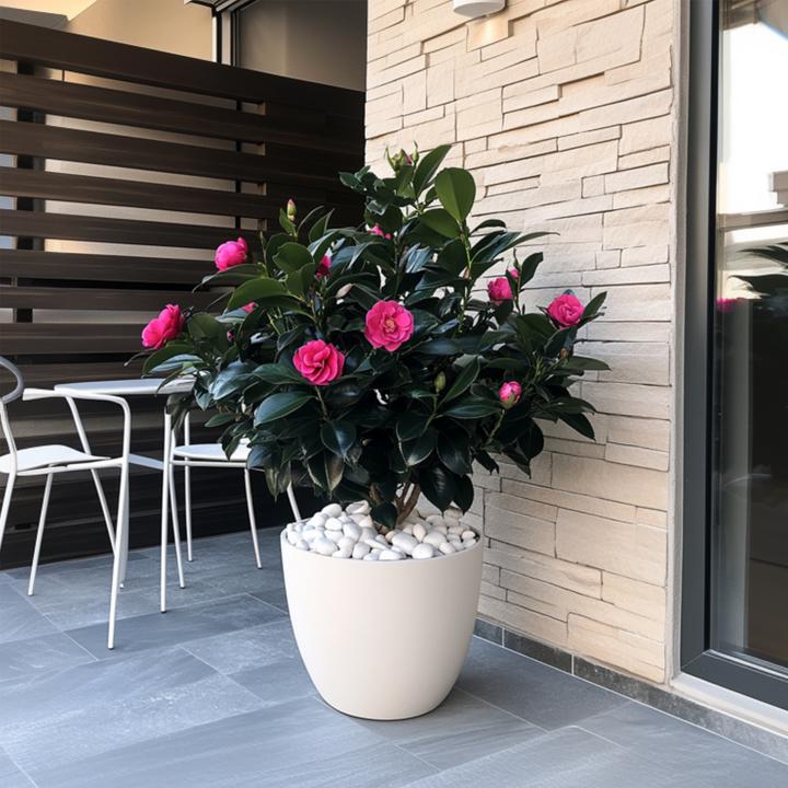 Immagine prodotto Plant in a Box Camellia japonica Dr King - Rosa giapponese (60 cm)
