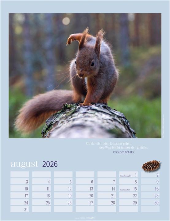 Actual product image Eichhörnchen Kalender 2026 (30 x 39 cm)